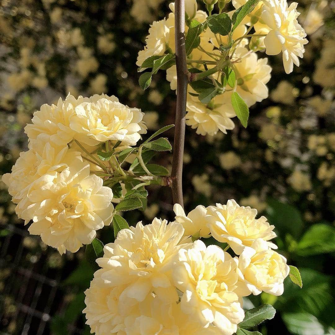 平原綾香さんのインスタグラム写真 - (平原綾香Instagram)「. 母がお庭で育てている木香薔薇！ . 今年も綺麗に咲いてます！ . しあわせのイエロー みなさまにもおすそ分けです！ . ちなみに 知らない方のために . もっこうばら、と読みます！ . Love...! . #平原綾香 #母 #しあわせ #木香薔薇 #イエロー #お庭」4月20日 19時44分 - ayaka_hirahara_official