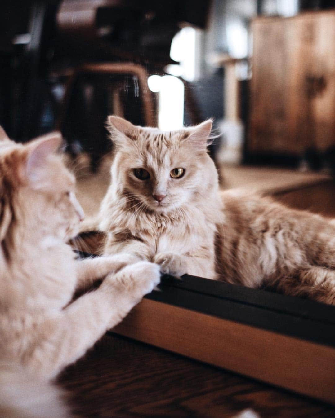 NICOLAS SIMOESのインスタグラム：「When you’re home, shooting decoration contents  and someone loves to disturb 😻✨」