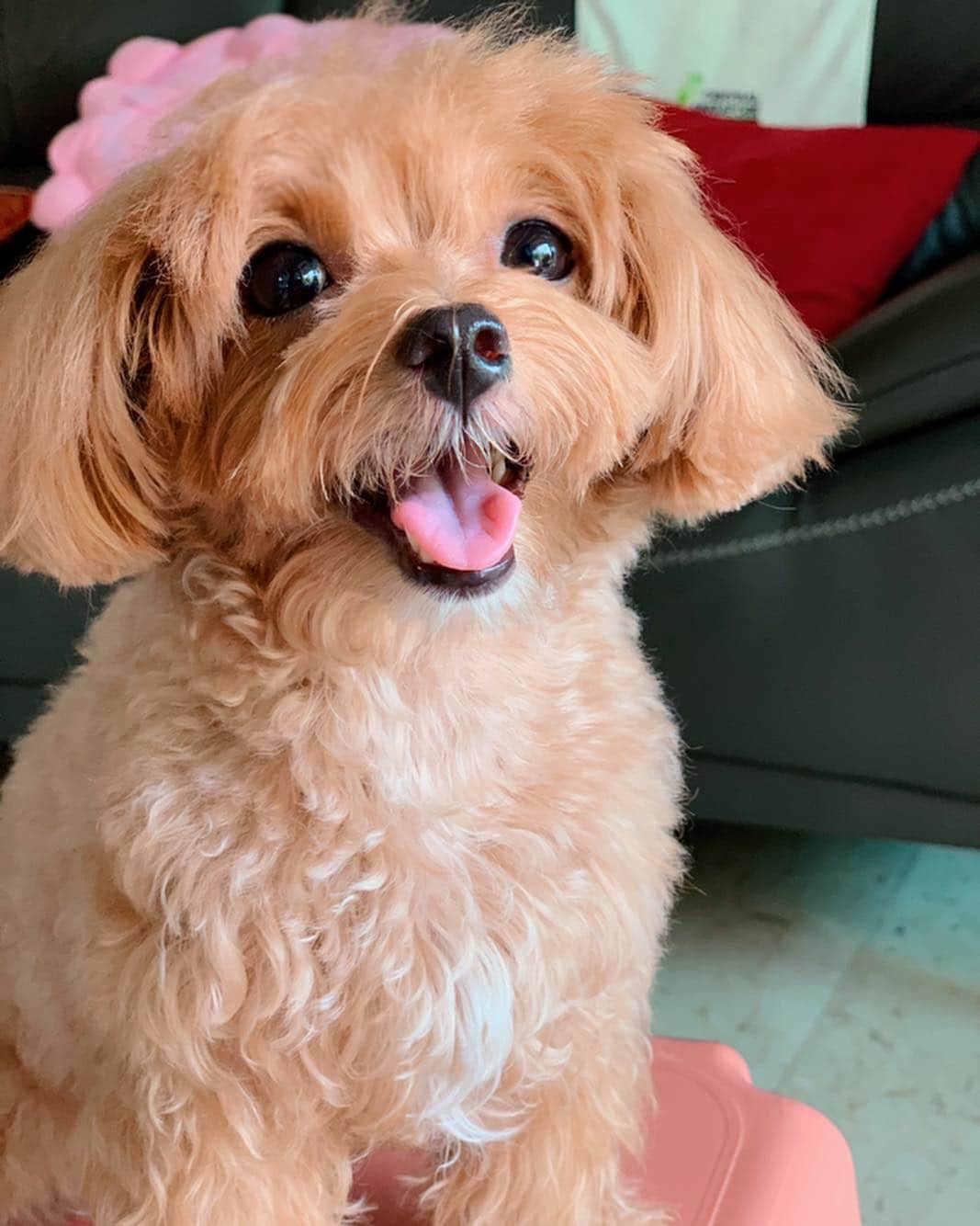 Ⓜ️їк◎ みこ 미코 ? Dogsのインスタグラム：「(๑˃̵ᴗ˂̵) 안녕하세요 👋🏻 こんにちは 🙇🏻‍♀️ Ciao 😘 Sawadee kha 🙏🏻 你好不好 🤝 Swap 👉🏻 for more of my furtos 🙈 . ٩(๑′∀ ‵๑)۶•*¨*•.¸¸♪ 📆〔20Apr2019〕 . #maltipoosofinstagram #dogs #barkhappy #maltipoo #maltese #toypoodle #ワンコ #わんこ #犬 #いぬ #トイプードル #dogsoftheday #poodlesofficial #poodle #puppylove #petfancy#furball #sgpet #poodleclub #poodleclubsg #furbabies #furballs #puppiesforall #pawsomepoodles #singaporedogs #개 #푸들 #괴엽다」