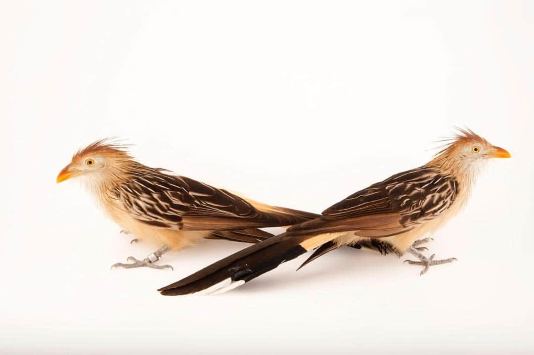 Joel Sartoreさんのインスタグラム写真 - (Joel SartoreInstagram)「The Guira cuckoo from South America is an extremely social species that can often be seen in flocks of six to eight birds - a number that can grow to 20 after breeding season ends! This species breeds communally, meaning that several females will lay their eggs in the same nest. With so many parents trying to attend to their eggs, competition can be fierce and often only a quarter of the eggs will hatch successfully. This doesn't seem to be a problem for the birds though, who are the most common cuckoo found throughout areas ranging from the mouth of the Amazon River to central Argentina. The species also appears to be unaffected by habitat degradation and has a population that scientists believe is steadily increasing. Photo taken @houstonzoo. #cuckoo #internationalcuckooday #guira #photoark #savetogether」4月21日 1時34分 - joelsartore