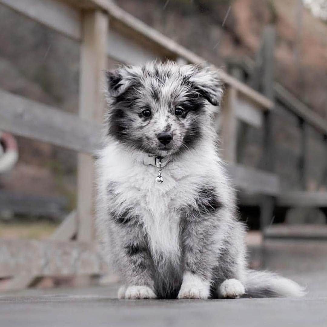 DogsOf Instagramのインスタグラム：「“Kovu’s the perfect explorer. He may be small, but he has the strength, will and excitement to go anywhere.” writes @lifeofkovu  #dogsofinstagram」