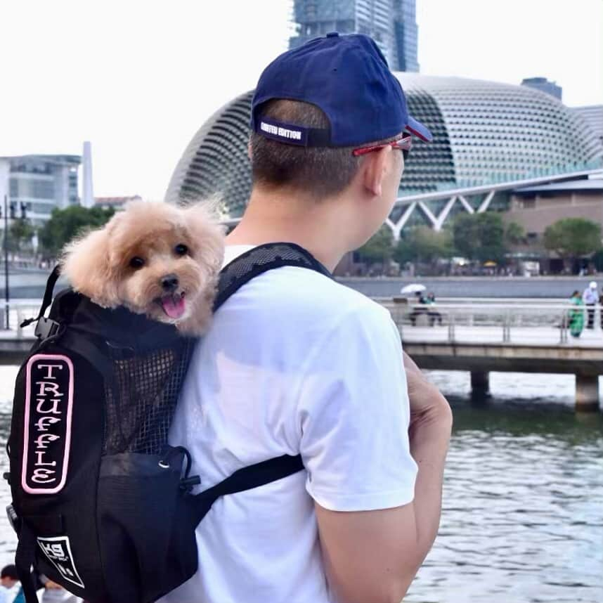 Truffle??松露?トリュフさんのインスタグラム写真 - (Truffle??松露?トリュフInstagram)「📆(20Apr19) 👀That’s the Esplanade 💖Doesn’t it look like the durian I eat? 😬🤣 #Esplanade is Singapore’s national performing arts centre and its one of the busiest arts centres in the world😁  I love being carried on Daddy’s back from  #k9sportsack #nodogleftbehind 😁❤😘Friends, you can use code ‘truffle10’ for 10% off @k9sportsack and their amazing line of products 🛍🙌」4月20日 20時15分 - trufflethetrouble