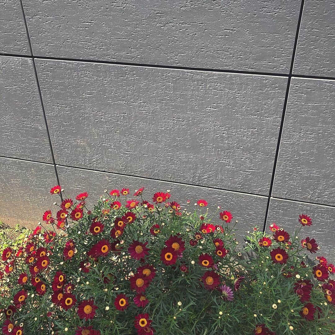 横山紗弓さんのインスタグラム写真 - (横山紗弓Instagram)「ㅤ 道端の花が好きです #春だね」4月20日 20時08分 - 1129sym