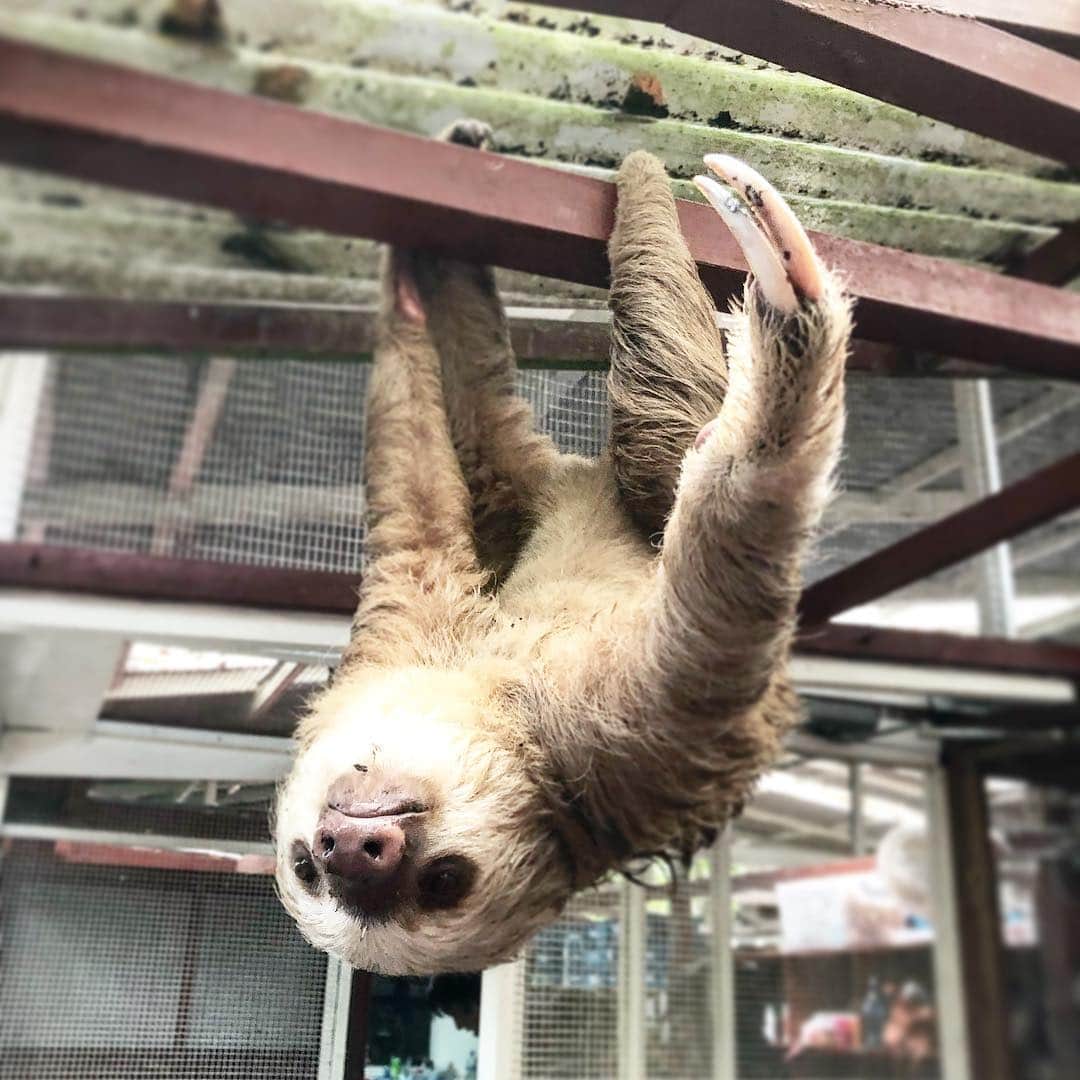 遊海 Yuumiさんのインスタグラム写真 - (遊海 YuumiInstagram)「Two toe sloth ❤️ slotherine ！ ウルバリンじゃなく、スロッタリン 😆  @jaguarrescuecentercr #jaguarrescuecenter #costarica #loveanimals #peace #加藤ゆうみ  #絶滅0部 #sloth #wildlife #rescue #天才志村どうぶつ園」4月20日 20時08分 - yuumi_kato