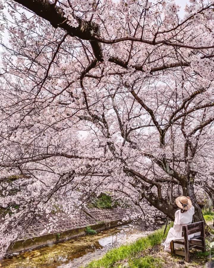 のインスタグラム：「✿𓂂𐬹⁎ . 息子が撮ってくれた この春 お気に入りの写真です✿ 幼い頃 帽子をかぶって追いかけていた私 追いかけていたのは あの子たちのほうだったんですね 帽子をかぶってると 後ろから撮りたくなるんだそう ・ ・ これでお花見はおしまい ありがとうございました❛˓◞˂̵ ・ ・ ・ あったかそうにみえても 今年も春は 冷えましたね❀︎𓂂𐬹 .  春らしく白ワンピだけど ひっそり防寒も兼ねて ちゃっかり矯正♡ ゆるっとコーデは 特に身体の引き締めが大切♡ 美容は こっそりが合言葉🙌🏻」