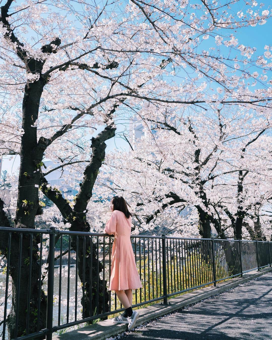 TAKI Modさんのインスタグラム写真 - (TAKI ModInstagram)「. . Sakura🌸 . . 満開の桜🌸外は快晴☀️ . こんな日に仕事してるのは身体に良くない気がするw😂 . 【location : Tokyo , Japan 】 . . follow☞@team_jp tag ☞#team_jp_ ←最後の_忘れずに . .」4月20日 20時09分 - taki_318