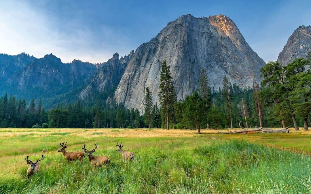 Discoveryさんのインスタグラム写真 - (DiscoveryInstagram)「It’s #NationalParkWeek -- entrance fees are waived to all National Park Service sites today. Which park are you planning to visit? 🌲 . . #adventure #travel #nature #photography #landscape #potd #photooftheday #explore #nationalparks #nps #FindYourPark #Yosemite #YosemiteNationalPark」4月20日 20時23分 - discovery