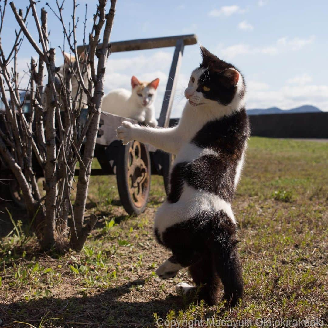 Masayukiさんのインスタグラム写真 - (MasayukiInstagram)「ねこの構え。  Cats kung fu  #cat #ねこ」4月20日 20時41分 - okirakuoki