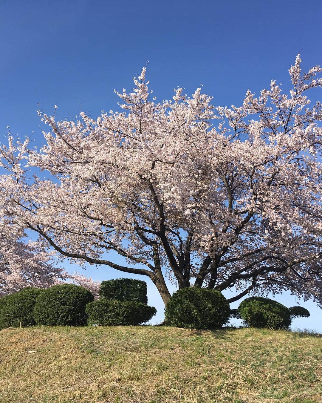 LINAさんのインスタグラム写真 - (LINAInstagram)「今日は「2019本宮市春まつり」に 出演してきました♡ 舞台稽古がなかったみなこはんも MAXに戻ってきた！笑 こちらはまだまだ桜が満開で あちらこちらに綺麗な景色が 広がっていて癒されました。 ここ福島は 所属している事務所の社長の 故郷でもあり デビュー当時から 福島で育った話を 聞かせてもらっていたので 私たちにとってもご縁のある場所で 歌えたことが嬉しく思います。 イベントにも 沢山の方にお越し頂き ホント楽しい時間を過ごせました！ また福島の皆さんと会える日を 楽しみにしています。 #MAX#NANA#MINA#REINA#LINA #本宮市春まつり #福島」4月20日 20時35分 - xxlina_now