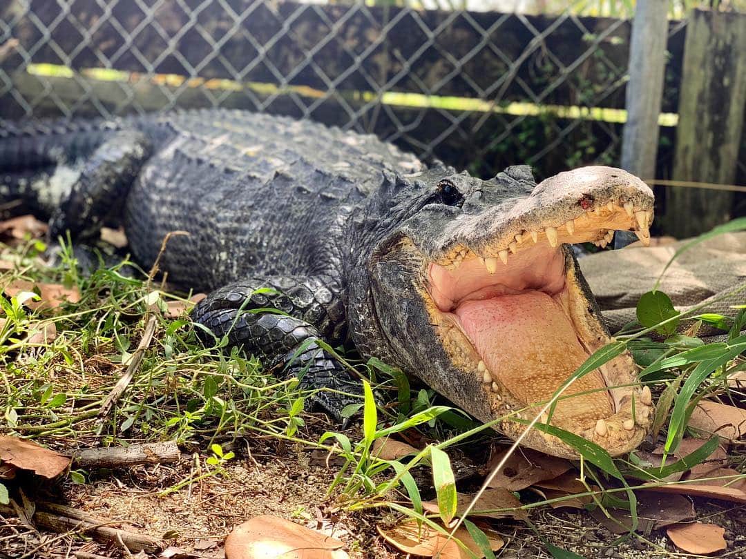 Zoological Wildlife Foundationさんのインスタグラム写真 - (Zoological Wildlife FoundationInstagram)「Ursula, our female American alligator anxiously waiting to be fed🐊 . #alligator #gator #reptile #zwf #zwfmiami #conservationthrougheducation」4月20日 20時58分 - zwfmiami