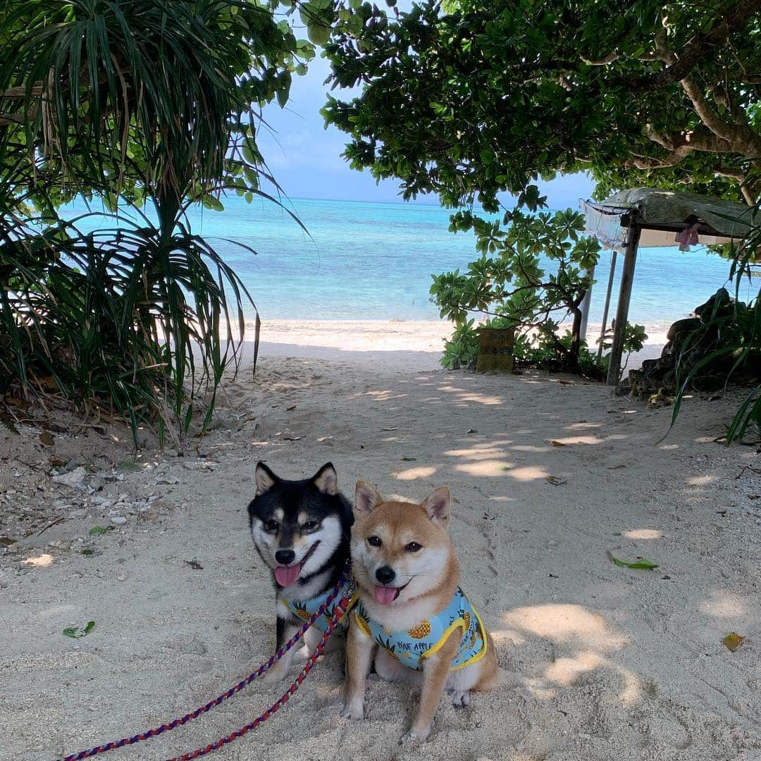 豆柴なつ&ふゆさんのインスタグラム写真 - (豆柴なつ&ふゆInstagram)「Memories of the Taketomi Island🏝😆✨ 竹富島の想い出🏝😆✨ ️ #思い出 #竹富島  #海 #綺麗 #ワンコ #doggy #黒柴#赤柴#柴犬ライフ#pecoいぬ部 #shiba_snap  #beautiful #シバフル #柴犬#shiba #shibainu #shibastagram #いぬすたぐらむ #pecoいぬ部 #犬バカ部 #shibainumag_feature #instafollow #dogoftheday  #🐕📷 #theshibasociety #楽天もう一度行きたい旅  #柴#proudshibas #cutepets #柴犬マニア」4月20日 21時07分 - mameshiba.natsuinu56