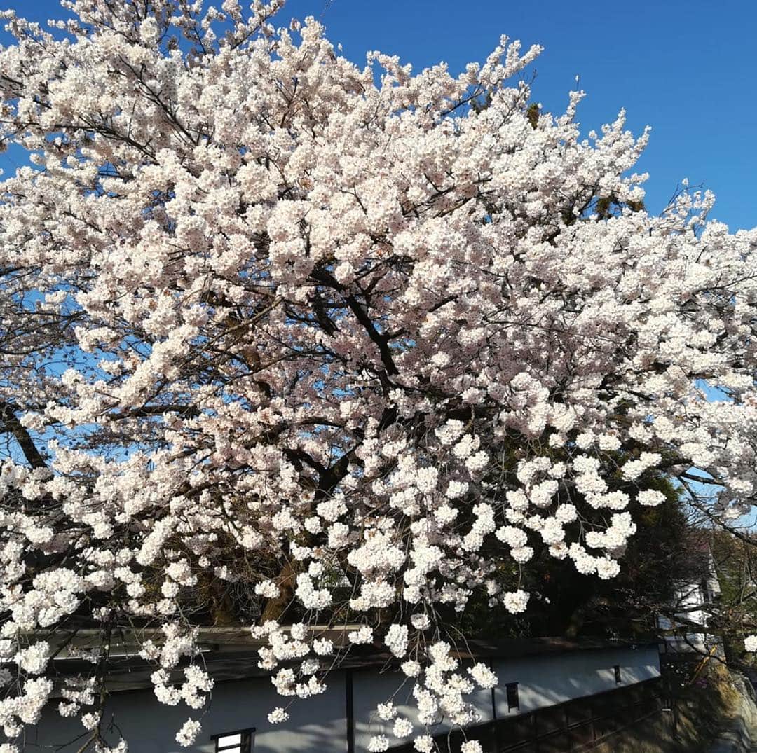 イオッセリアーニさんのインスタグラム写真 - (イオッセリアーニInstagram)「snapshots by Roberta & Paolo #iosselliani #japan🇯🇵 #sakura#visitjapan#nature#japantravel#japansakura」4月20日 21時08分 - iosselliani