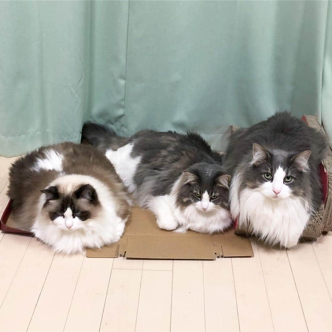 Sagiri Kitayamaさんのインスタグラム写真 - (Sagiri KitayamaInstagram)「お留守番巨猫きょうだい(*´˘`*)(*´˘`*)(*´˘`*) 左からアルテイシア(7.2kg)、ルシファー(7.8kg)、キャスバル(8.4kg)です😆👍 #アルテイシア #ルシファー #キャスバル #ラグドール #ragdoll #ノルウェージャンフォレストキャット #ノルウェージャン #norwegianforestcat #norwegian #neko #ねこ #ねこ部 #ネコ #猫 #猫部 #cat #catstagram #catlover #catsofinstagram #instacat #kitty #ふわもこ部 #耳毛部」4月20日 21時21分 - rererurerurela