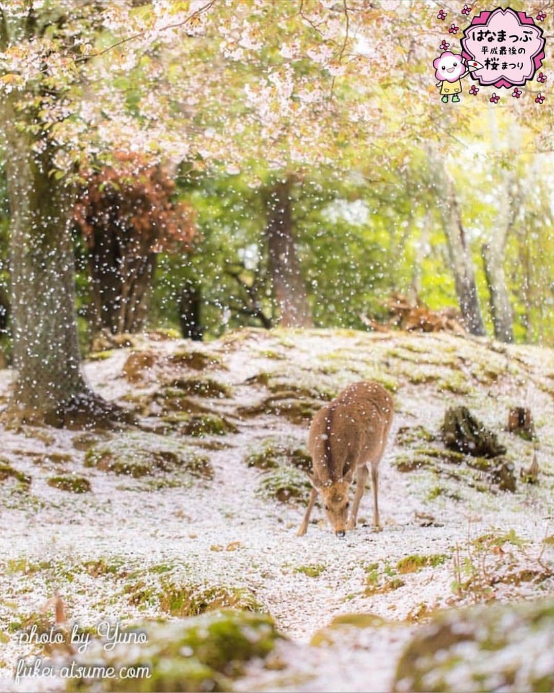 はなまっぷ❁日本の花風景さんのインスタグラム写真 - (はなまっぷ❁日本の花風景Instagram)「🍃🌸はなまっぷ平成最後の桜まつり🌸🍃 * @yuno0125 さんの 平成の桜に花まるを💮 * 平成を彩る日本の美しい桜をありがとうございます😊🌸🍃 * 奈良  #奈良公園 Nara Park, Nara Pref. * 見頃を過ぎている場所もご紹介しています。 お出かけの際はHP等で最新の情報をご確認くださいね🙏🌸🍃 * 🌸•••🍃•••🌸•••🍃•••🌸•••🍃•••🌸 * 🌸桜まつり概要🌸 * 期間:平成最後の日まで タグ:#はなまっぷ * #はなまっぷ  のタグの中から、桜のお写真をどんどんご紹介させていただきます。期間中はランダムに、複数枚投稿でもご紹介させていただく場合がございます。 * #桜#sakura#花見#さくら#日本#春#花#平成最後の#満開 * 🌸•••🍃•••🌸•••🍃•••🌸•••🍃•••🌸 * はなまっぷより * 💌LINEスタンプ「はなまっぷちゃん」絶賛発売中！みなさんのLINEにも花まるを💮 💌はなまっぷ本、Amazonや全国の書店さんで満開です！ぜひお手にとっていただけると嬉しいです🌸 * LINEスタンプ、はなまっぷ本は、プロフ欄記載のTwitterアカウントよりご確認ください。 * 🌸•••🍃•••🌸•••🍃•••🌸•••🍃•••🌸 *」4月20日 21時27分 - hanamap