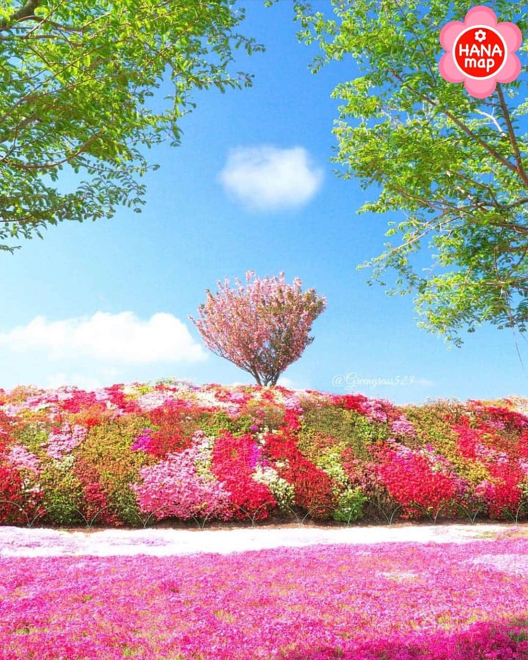 はなまっぷ❁日本の花風景さんのインスタグラム写真 - (はなまっぷ❁日本の花風景Instagram)「🌸はなまっぷ🌸 * @greengrass523 さんの 花のある風景に花まるを💮 * 清々しい空の下に広がる春色の素敵なお花畑をありがとうございます😊🌸 * 長崎  #松本ツツジ園 Omura, Nagasaki Pref. * 🌼ツツジの花言葉📝🌼 節度、慎み * 見頃を過ぎている場合もございます。お出かけの際はHP等で最新の情報をご確認くださいね🙏🌸 * 🌸•••🌸•••🌸•••🌸•••🌸•••🌸 * いつも素敵なお花をありがとうございます😊 日本の花のある風景にタグ付けしてください🌸 お花があれば何でもOKです💓 * #はなまっぷ * #日本の美しい花風景#花のある風景#花#花言葉#花畑#芝桜#ツツジ#躑躅#シバザクラ」4月20日 21時30分 - hanamap