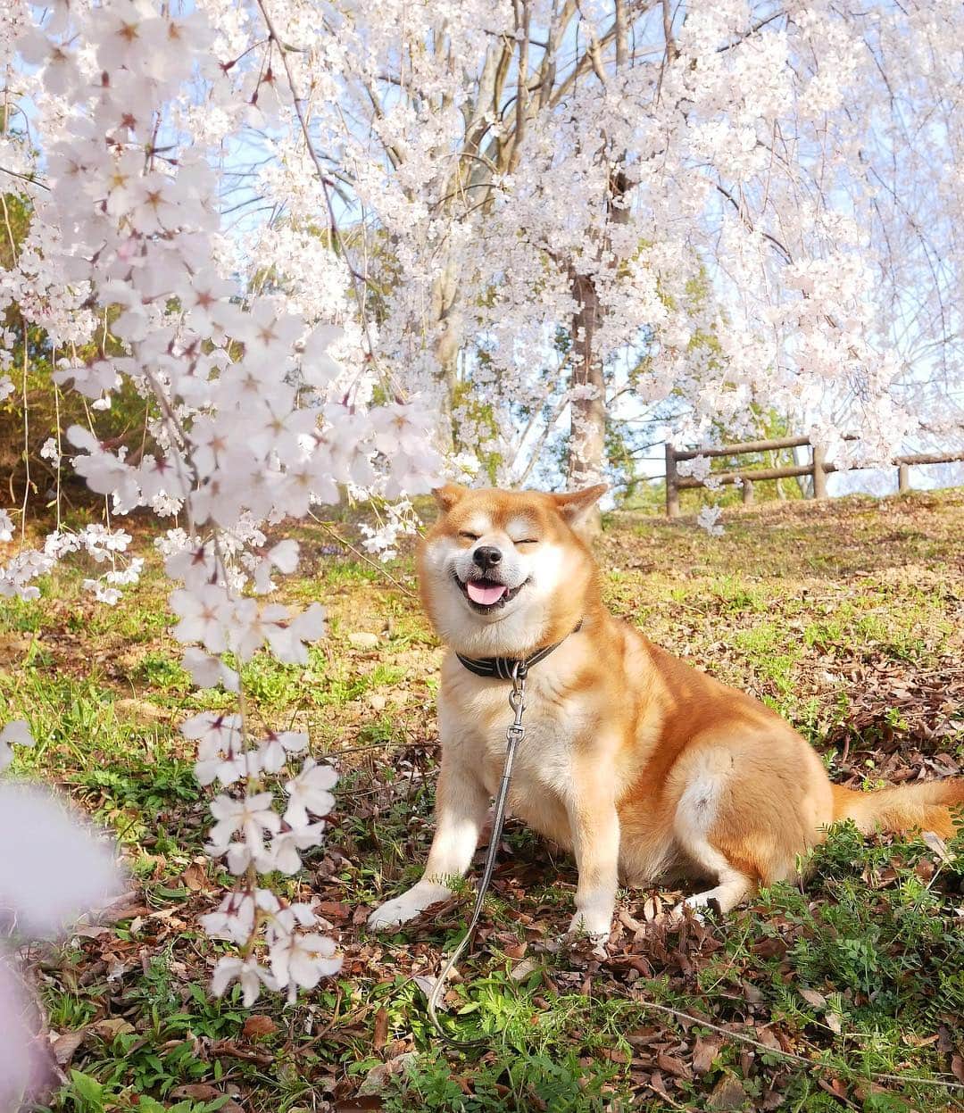 shibainu berryさんのインスタグラム写真 - (shibainu berryInstagram)「cherry blossoms🐻🦊🌸 桜の写真まだ投稿できてなかった🌸 ２枚目、二頭やっと撮れた😅 来年はむくみんもうちょっと落ち着いて写真撮れるかな😅 #徳島 #神山森林公園 #❤️迷子犬の掲示板応援団 @maigo_dog  #❤️迷子犬の掲示板四国応援 @maigo_dog_shikoku #めざせ迷子犬ゼロ👌 #徳島 #柴犬 #べりやん #べりむく #多頭飼い #berry #shiba #shibainu  #shibainumania #ぷにっと部 #口角キュキュッと部  #チーム俺様 →部員絶賛募集中 #shiba_snap #proudshibas #west_dog_japan #サンデイ #instagramjapan #ふわもこ部 #pecoいぬ部 #pecotv #buzzfeedanimals #dogsofinstagram #dogsofinstaworld #dogs_of_instagram #9gag」4月20日 21時36分 - shibainu.berry