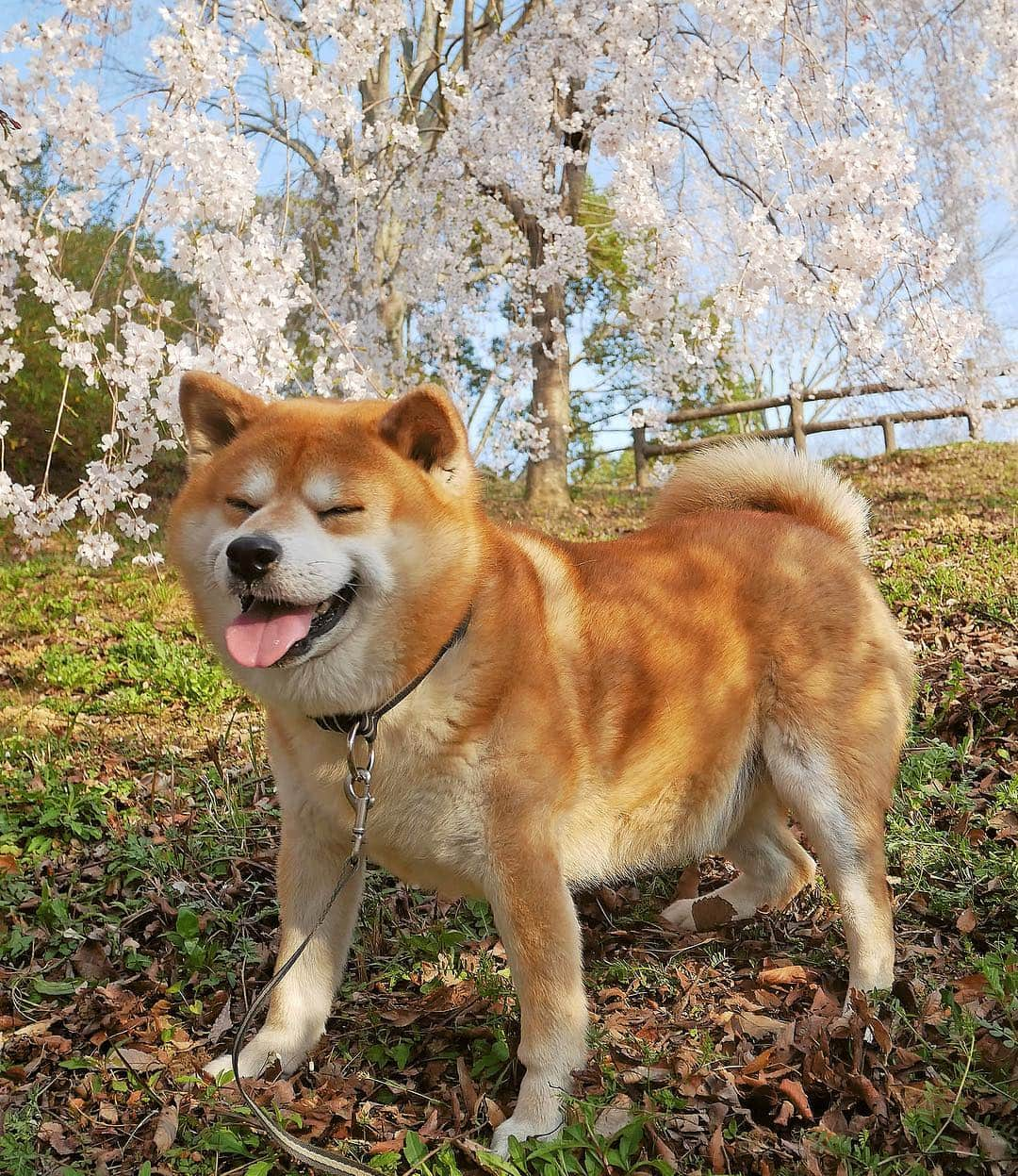 shibainu berryさんのインスタグラム写真 - (shibainu berryInstagram)「cherry blossoms🐻🦊🌸 桜の写真まだ投稿できてなかった🌸 ２枚目、二頭やっと撮れた😅 来年はむくみんもうちょっと落ち着いて写真撮れるかな😅 #徳島 #神山森林公園 #❤️迷子犬の掲示板応援団 @maigo_dog  #❤️迷子犬の掲示板四国応援 @maigo_dog_shikoku #めざせ迷子犬ゼロ👌 #徳島 #柴犬 #べりやん #べりむく #多頭飼い #berry #shiba #shibainu  #shibainumania #ぷにっと部 #口角キュキュッと部  #チーム俺様 →部員絶賛募集中 #shiba_snap #proudshibas #west_dog_japan #サンデイ #instagramjapan #ふわもこ部 #pecoいぬ部 #pecotv #buzzfeedanimals #dogsofinstagram #dogsofinstaworld #dogs_of_instagram #9gag」4月20日 21時36分 - shibainu.berry