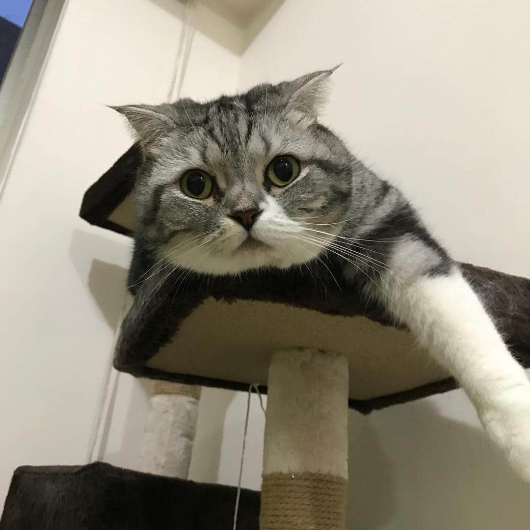 KATSUOのインスタグラム：「全身浮いた毛でパヤパヤしてるかつお . #cat #catstagram #catsofinstagram #instacat #cutecat #katsuo #換毛期」