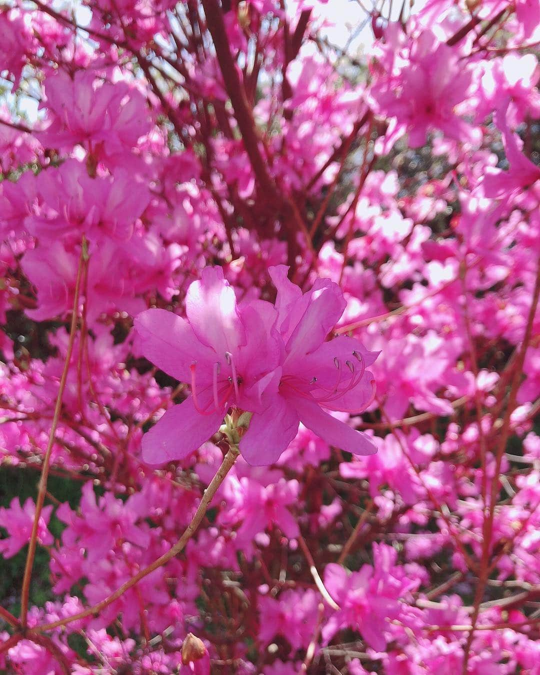 平野ひかるさんのインスタグラム写真 - (平野ひかるInstagram)「今日はお母ちゃんとお出かけ✨ 卯辰山へ🚗 桜、まだ咲いてたょ！！ 近くにはキレイなツツジも💓 ピンクがめっちゃかわい〜  #お花見 #間に合ってよかった☺️ #ツツジもキレイ」4月20日 21時37分 - hikarun80129
