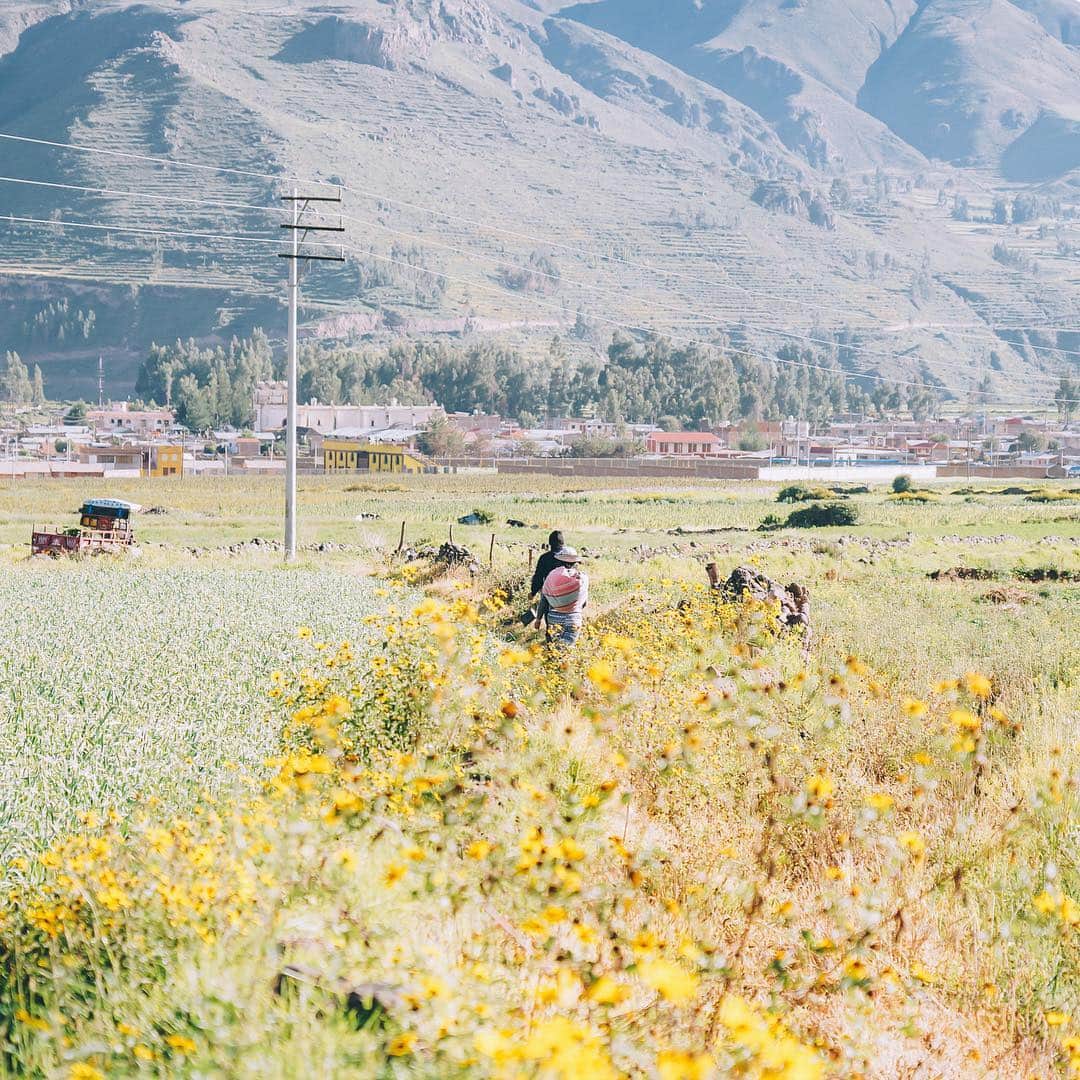 李翔さんのインスタグラム写真 - (李翔Instagram)「祕魯路邊的風景 也是吸引我的目光 看著那般的自然景觀 像是被微風撫慰著想家的心，那時候。 - 謝謝 @peru @sonytaiwan  #SonyAlpha #SonyA7M3 #SonyA7III #Sony秘魯映像#SEL24105G - #Lr_Vibrant #bbctravel #natgeo #stayandwander  #natgeoyourshot #yourshotphotographer #lima  #差差秘魯紀錄 #whpvibes  #traveladventures  #lovetheworld  #ilovetravel #natgeotravel #春  #igersperu  #peru #gothere #spring #culturetrip #yourshot  #BeAlpha  #mylpguide #lonelyplanet  #tripcom」4月20日 21時38分 - rookie030
