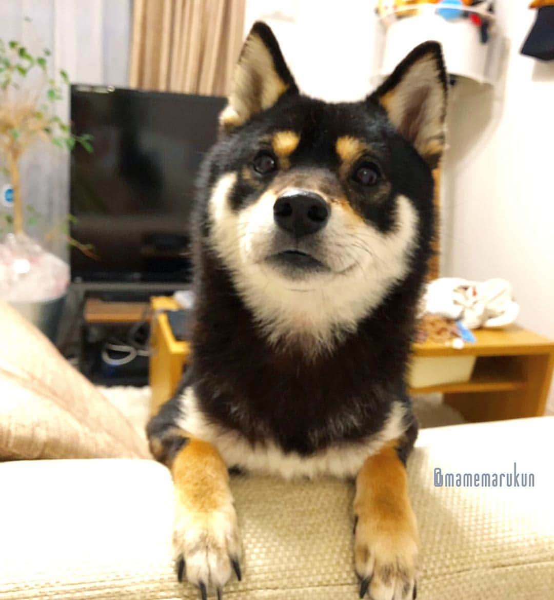 まめ丸のインスタグラム：「* * ソファの位置、かえてみたよー🐶💓 ぼくもおてつだいしたの❣️ * What's for dinner🐶💓❓ * #おじゃまっていわれてたけど #きっとやくにたったよね🐶💪 #ソファからひょっこりしてじーっとみてるよ🐶💓 * #柴犬#豆柴#柴#黒柴#黒豆柴#犬#しばいぬ#shiba#shibainu#shibastagram#shibadog#puppy#instadog#dogstagram#dog#instashiba#blackshiba#petstagram#pet#cutepetclub#강아지#멍스타그램#boopthesnoot#doglover#ilovemydog#weeklyfluff」