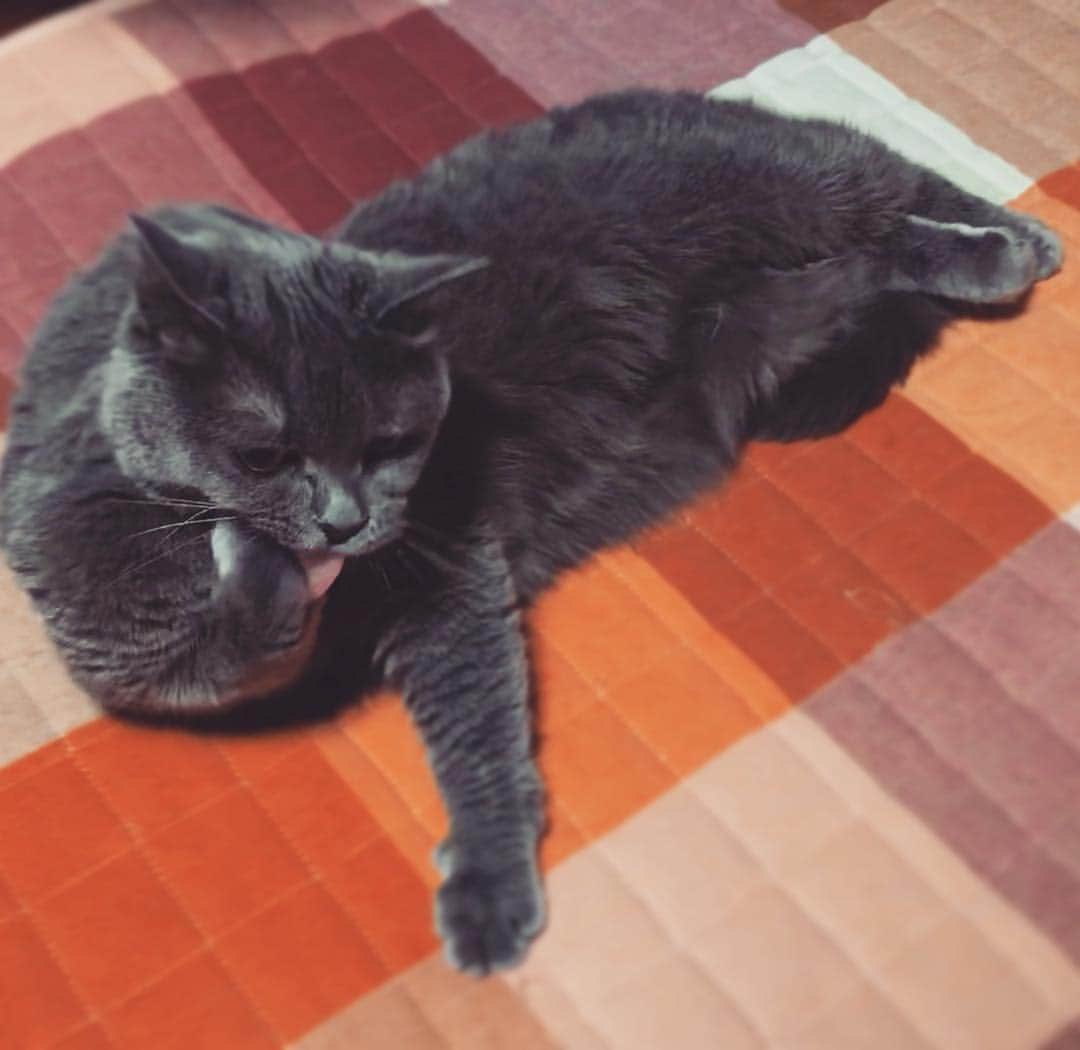 チキン南蛮カレーのルウ王子のグルメインスタ