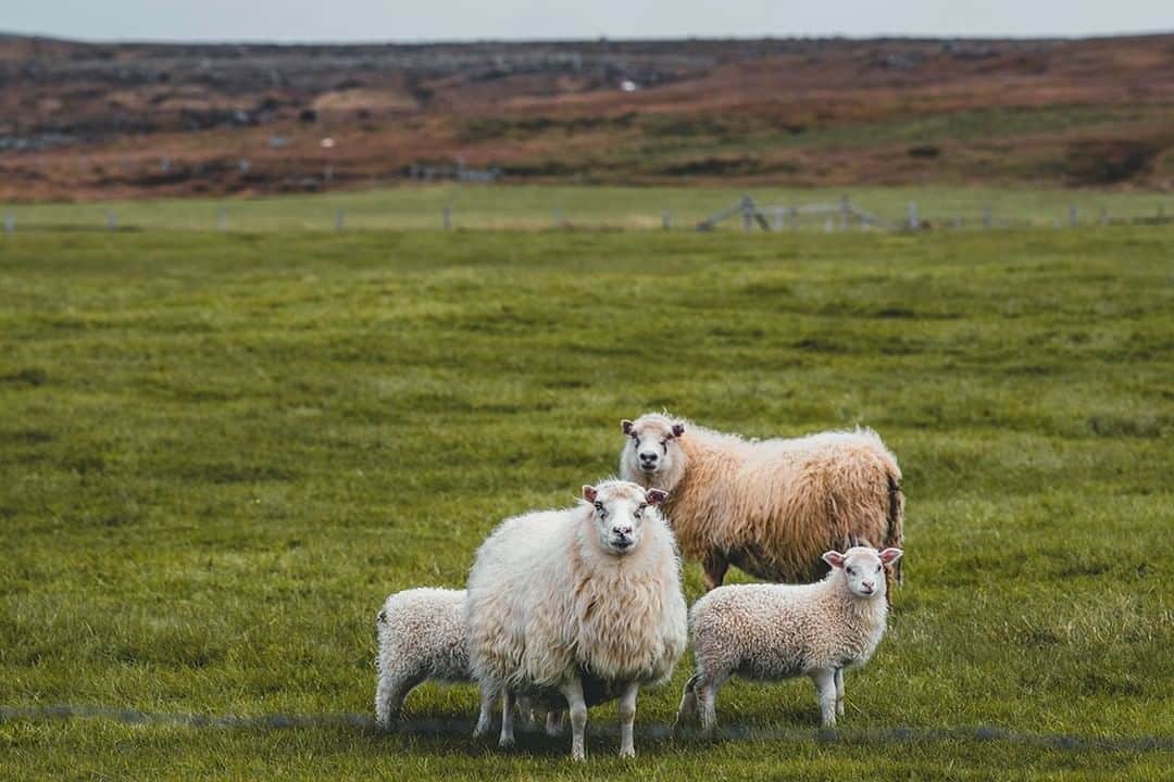 National Geographic Travelさんのインスタグラム写真 - (National Geographic TravelInstagram)「Photo by @mborowick | Icelandic sheep, like this group here are only a few of about 800,000 in the country, which is more than double the human population. During the summertime sheep from all over the island run free and often travel great distances from where they began. In September, the farmers partake in Réttir, which is a nationwide roundup of all the sheep to return them to their original farms. This tradition has been taking place for more than 300 years and has become something of a tourism experience to those interested in Icelandic culture.」4月20日 22時02分 - natgeotravel