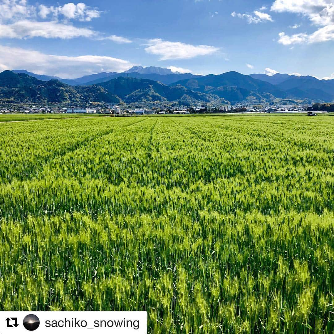 西条市さんのインスタグラム写真 - (西条市Instagram)「Repost @sachiko_snowing with @get_repost ・・・ #麦畑と石鎚 #lovesaijo  麦の穂が海の波のようにゆらゆらとしていました。今日の石鎚は少し雪化粧  麦秋もうすぐ  5月に入ると 黄緑が黄金色に  ナウシカに出てくる “金色の野”のよう ■アクセス 西条西部公園東側から まっすぐ北へ進み、 片側一車線の道路から 石鎚山（南）方面を見るとこの景色！  約3kmの気持ちいい 農道が続いとるよ🚙  #西条市#いよ西条#伊予西条#愛媛#四国#瀬戸内#Ehime #Shikoku#Setouchi#inaka#田舎暮らし#愛媛旅行#四国旅行 #japan_daytime_view #愛媛ドライブ ★フォトコンテスト実施中★ 詳しくはプロフィールページのストーリーとリンクをチェック！どしどし応募してんよ～😄」4月20日 22時19分 - lovesaijo