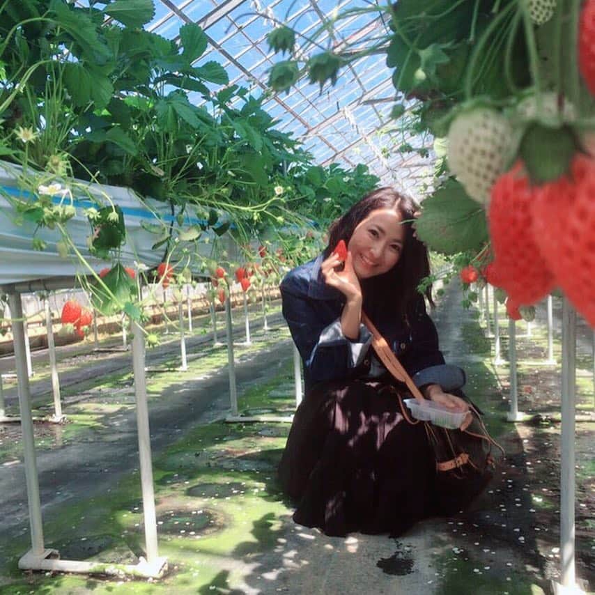 のインスタグラム：「いちご狩り🍓 兵庫県三田市のながしお農場  朝一から予約したからほぼ貸し切り✨ 早起きは三文の徳ってゆーもんねー！！ 30分間食べ放題やってんけど、30個以上は食べた！ もぉ今年はいちごはいらんかな😅笑  そしてスタバの気になってた、 いちごのフラペチーノ。。。 美味しかったけど、めーっちゃ甘くて美味しかったいちご狩りの後に行くもんじゃないな…  #いちご狩り #三田市 #ながしお農園  #いちごのフラペチーノ #別の日にするべきだった」