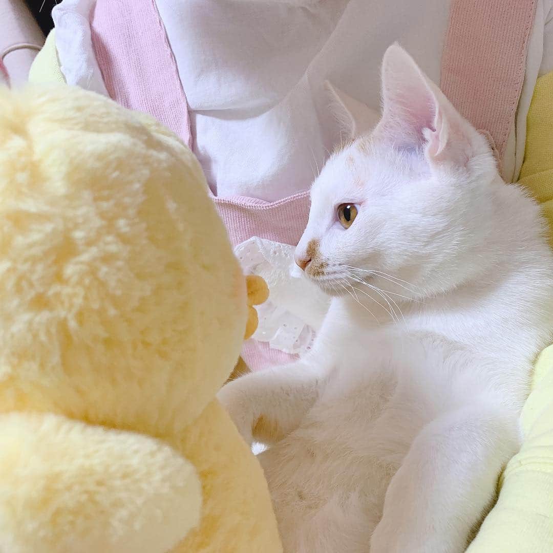 中山咲月さんのインスタグラム写真 - (中山咲月Instagram)「BeRryとその猫かっわいい」4月20日 22時51分 - nakayama_satsuki