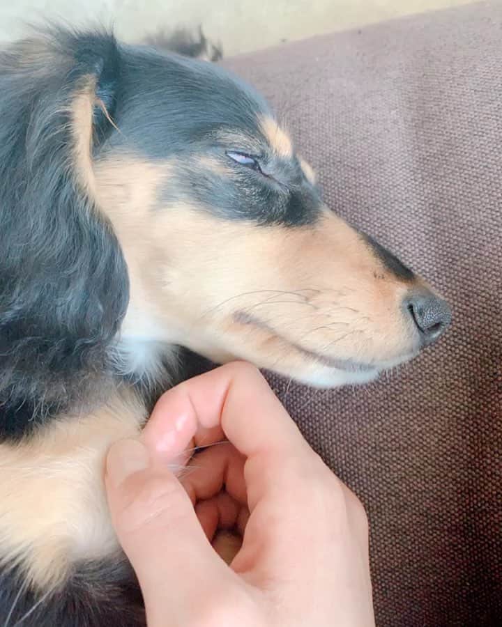 高原愛のインスタグラム：「おねむなモモ🍑🍑🍑白目🍑おしり❤️ #cute#cutie#lovely#newfriend#kindness#happy#dachshund#dachshunds#dachshundpuppy#dachshund_love  #dachshundlove#doxie#doxiepuppies#doxieworld#dog#dogstagram#petstagram#pet#pets#puppy#sweetie#woof#ダックス#ダックスフンド#子犬#短足部#🐶#🍑」