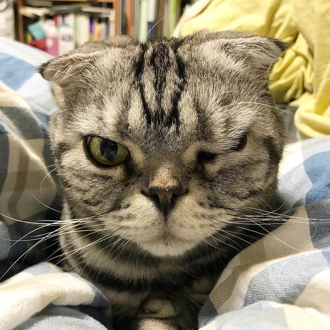 Shishi-maruのインスタグラム：「🐱He just woke up.+ eye mucus 🐱寝すぎて目やにが苦笑 ※ししまるは、鼻の通りが悪いので目ヤニが多く出ます。 ーーーーーーーーーーー 📕「ぷっちねこ。」単行本発売中 📗「3匹のちいさな猫を召喚できたなら」 📘「ちいさな猫を召喚できたなら」重版出来 ーーーーーーーーーーー ⭐︎ねこ漫画を描いています→@tacos_cat 🐱公式→@chiisanacat 🌺Twitter →@taco_emonemon ーーーーーーーーーーー」