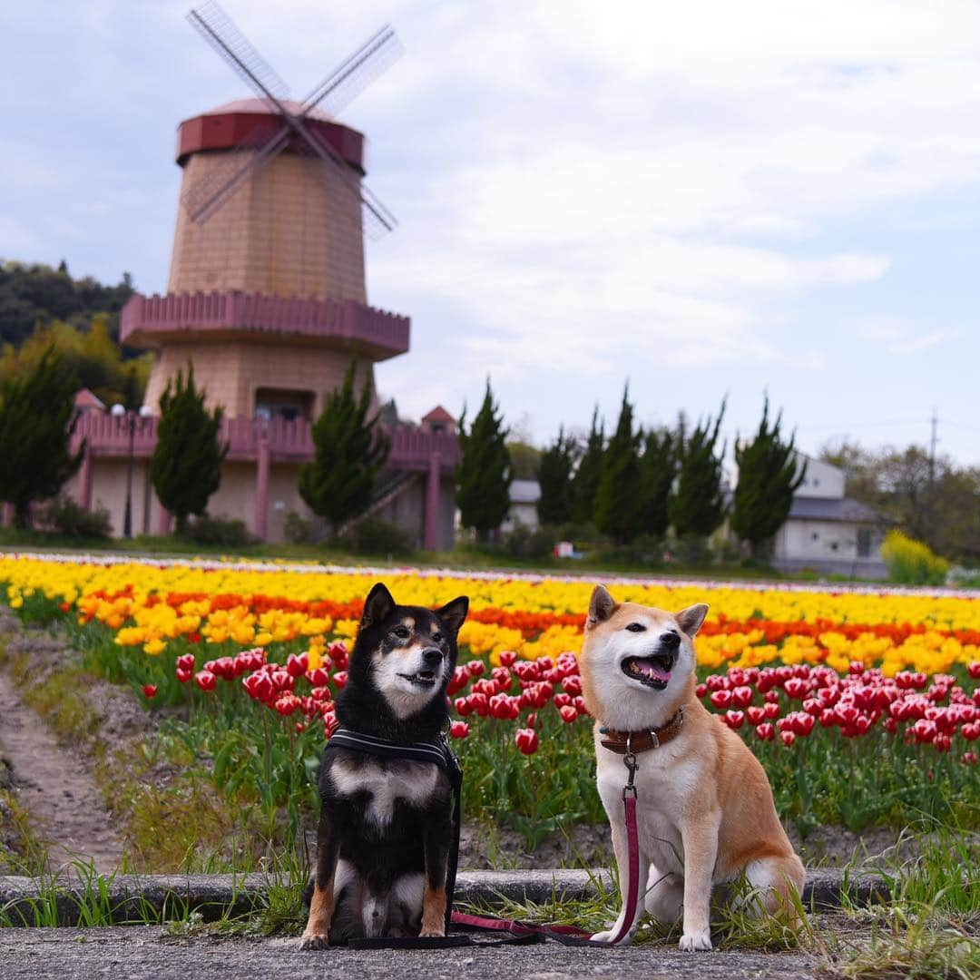 がんちゃんさんのインスタグラム写真 - (がんちゃんInstagram)「先日行った伯太町のチューリップ畑🌷最近はいろんな種類のチューリップがあるんですね〜😊どれも可愛かった💕」4月20日 23時02分 - kota2ann