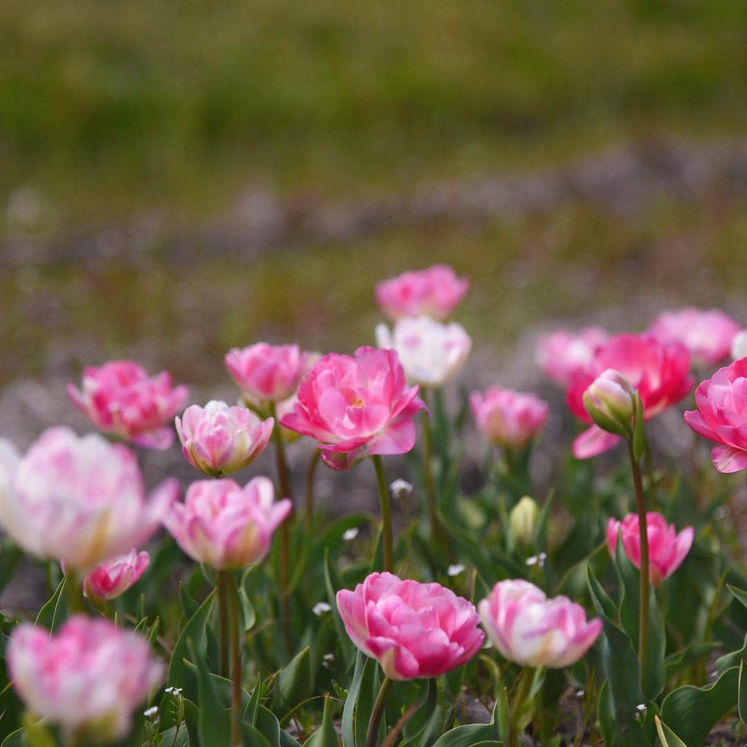 がんちゃんさんのインスタグラム写真 - (がんちゃんInstagram)「先日行った伯太町のチューリップ畑🌷最近はいろんな種類のチューリップがあるんですね〜😊どれも可愛かった💕」4月20日 23時02分 - kota2ann