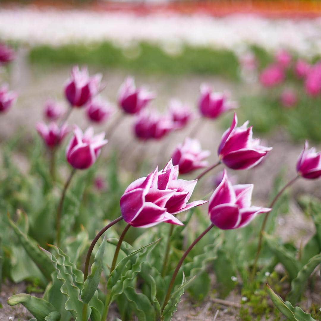 がんちゃんさんのインスタグラム写真 - (がんちゃんInstagram)「先日行った伯太町のチューリップ畑🌷最近はいろんな種類のチューリップがあるんですね〜😊どれも可愛かった💕」4月20日 23時02分 - kota2ann