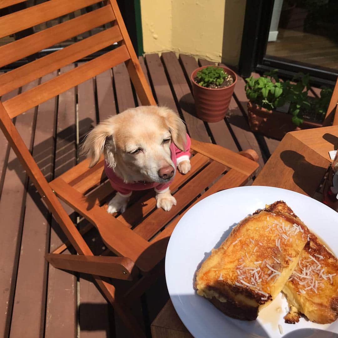 神野美伽さんのインスタグラム写真 - (神野美伽Instagram)「テラスで朝食を。  #フレンチトースト  #至極のとき  #犬」4月20日 23時04分 - mika_shinno_japan