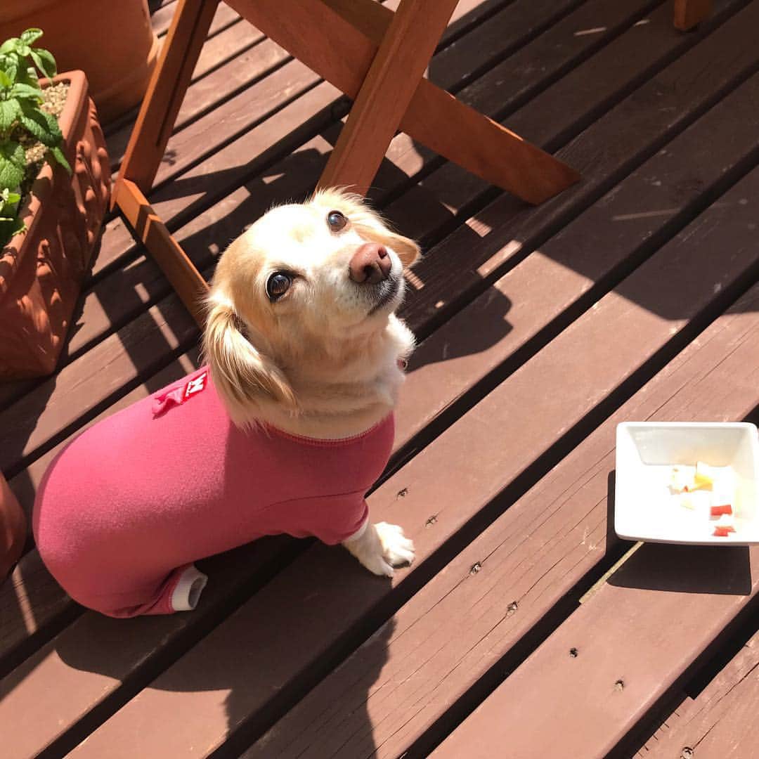 神野美伽さんのインスタグラム写真 - (神野美伽Instagram)「テラスで朝食を。  #フレンチトースト  #至極のとき  #犬」4月20日 23時04分 - mika_shinno_japan