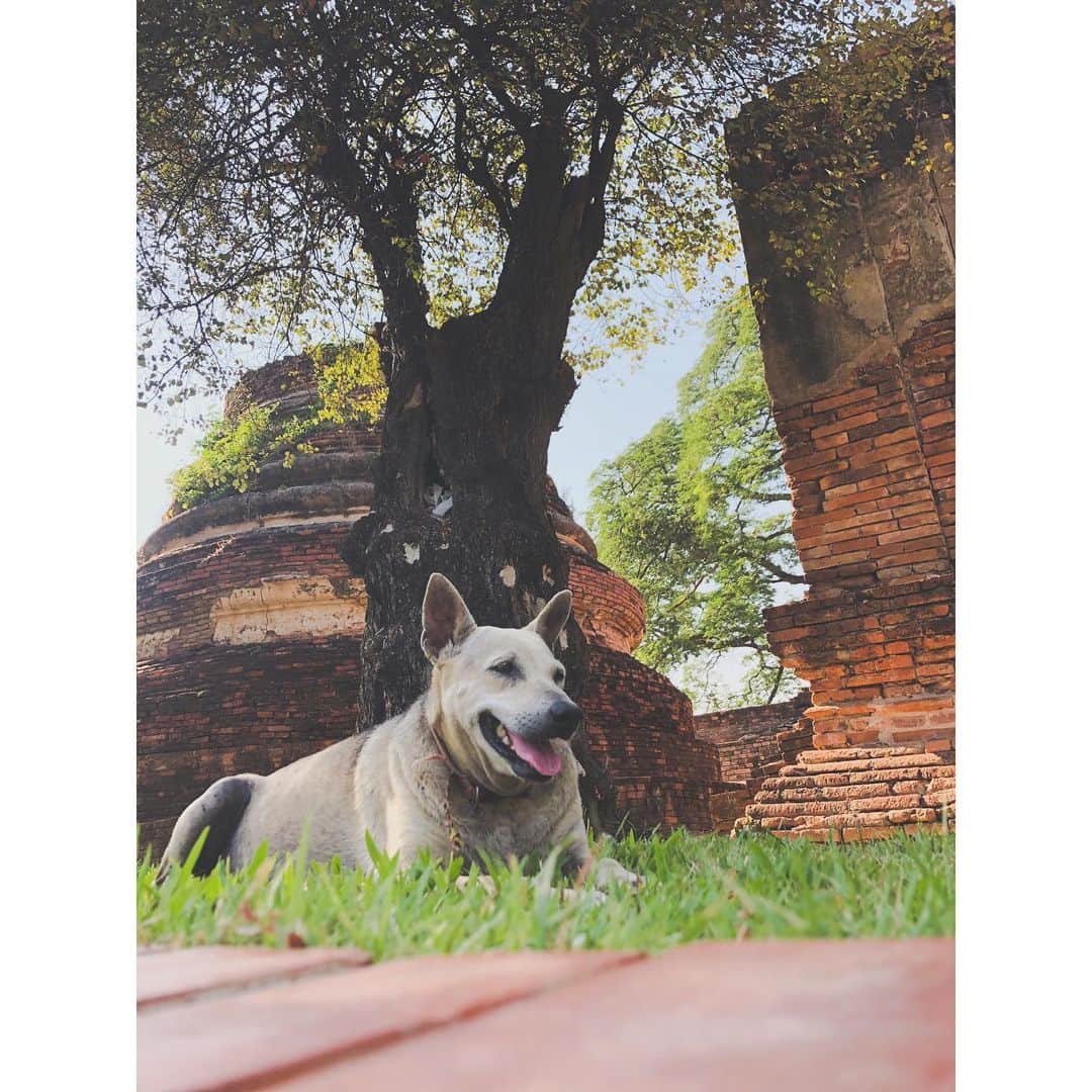 juntowaさんのインスタグラム写真 - (juntowaInstagram)「タイにいるよー。タイでも犬撮ってるよー笑#タイ旅行#アユタヤ」4月20日 23時06分 - juntowa