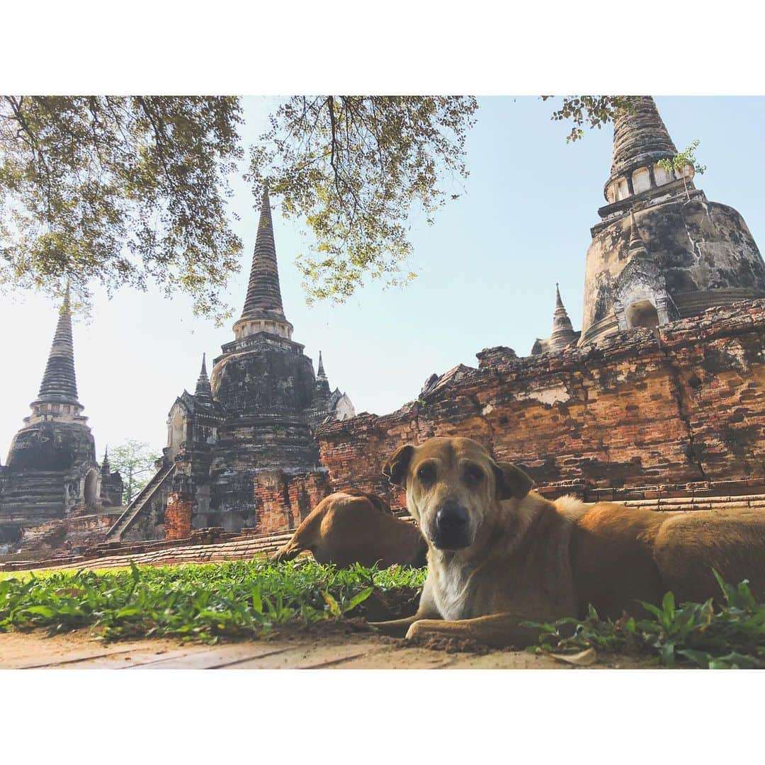 juntowaさんのインスタグラム写真 - (juntowaInstagram)「タイにいるよー。タイでも犬撮ってるよー笑#タイ旅行#アユタヤ」4月20日 23時06分 - juntowa