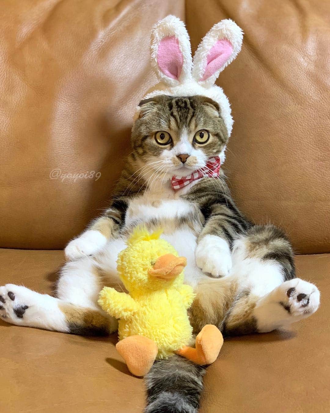 yayoi89さんのインスタグラム写真 - (yayoi89Instagram)「Easter bunny 🐰 ❤️ . 明日はイースター！🐰🥚 かと言って、別に何かする訳ではない😂🙉 . #happyeaster #easterbunny #catsofinstagram #9gag #weeklyfluff #igersjp #cats_of_world #instagramcats #topcatphoto #cutepetclub #cat_features #scottishfold #bestmeow #instakitten #catoftheday #kawaii」4月20日 23時11分 - yayoi89