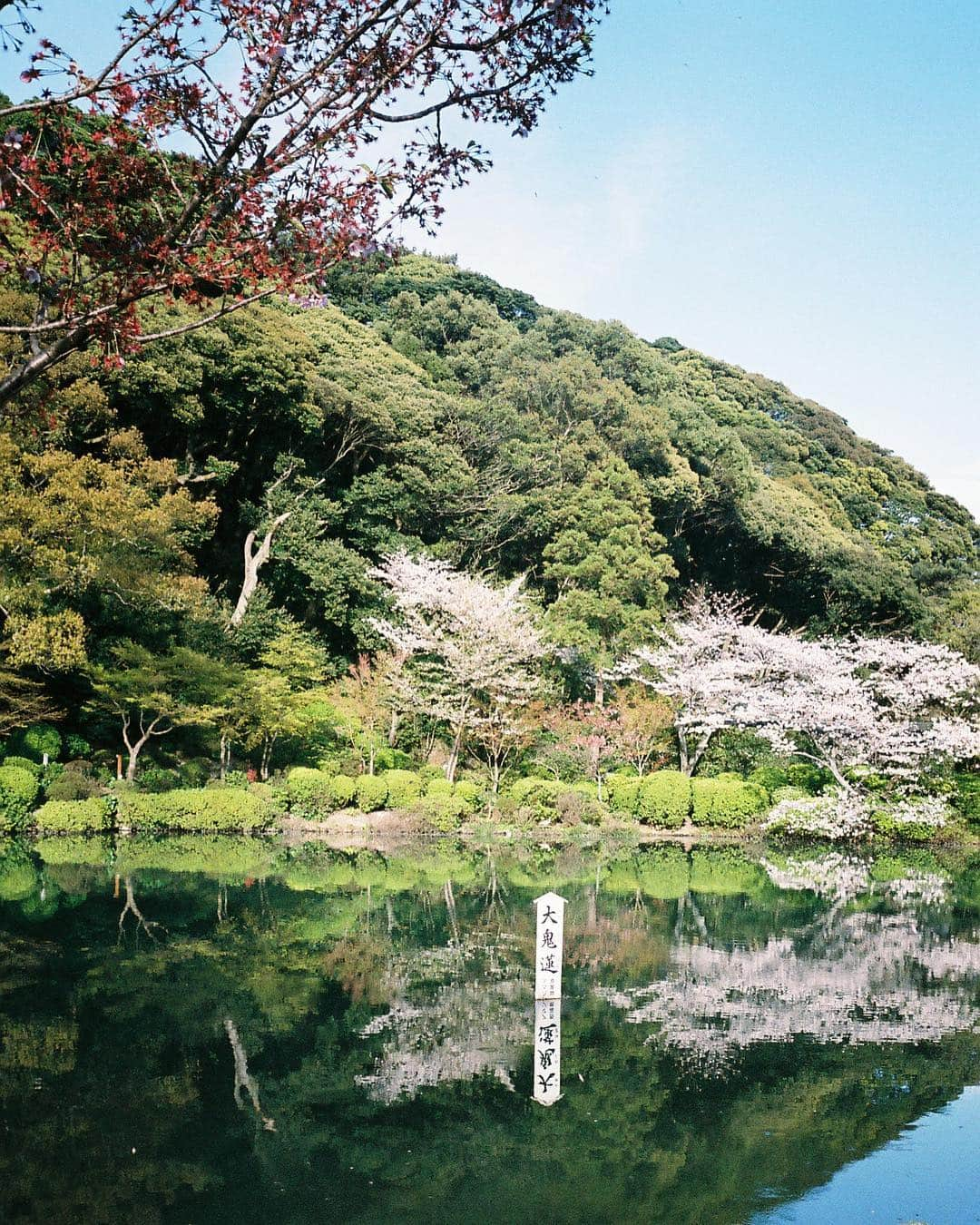 Cazumaxさんのインスタグラム写真 - (CazumaxInstagram)「大分・別府温泉♨️ちょうど桜も見頃で地獄めぐりしながらお花見も満喫できました🥺#contaxt2#film#別府#地獄めぐり#温泉旅行」4月20日 23時30分 - cazumax