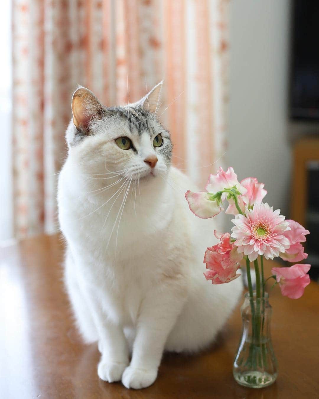 Natsukiのインスタグラム：「猫との生活を始めてからは、お花を飾る機会はほとんどなくなったけど、植物はいいよねー。  猫たちがいたずらしなければなんの問題もないんだけどねー。ねえ、しーちゃん？(笑)  #cat  #scottishfold  #flower  #猫のいる暮らし  #bloomylife」