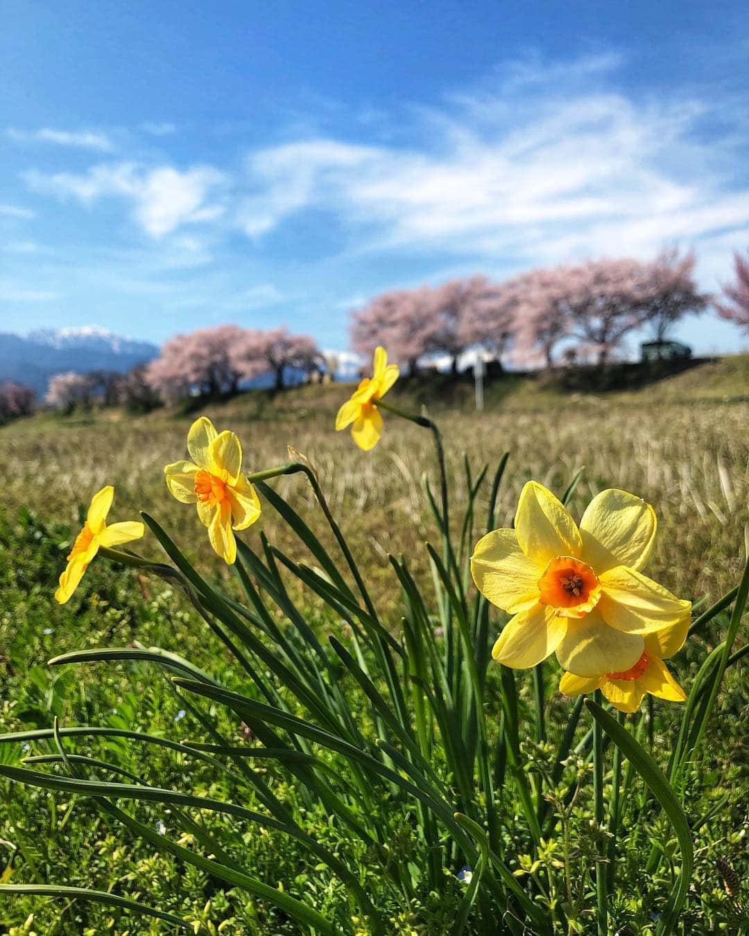 新倉瞳さんのインスタグラム写真 - (新倉瞳Instagram)「You are beautiful as you are  ただただ一生懸命、咲こう。  12年ぶりに訪れた安曇野。  あの頃より、自分の痛みも人の痛みも知ったけど それ以上の優しさや喜びに出逢っています。  #narcissus #żonkile #sakura #happyeaster #happypessah #azumino」4月20日 23時35分 - hitominiikura