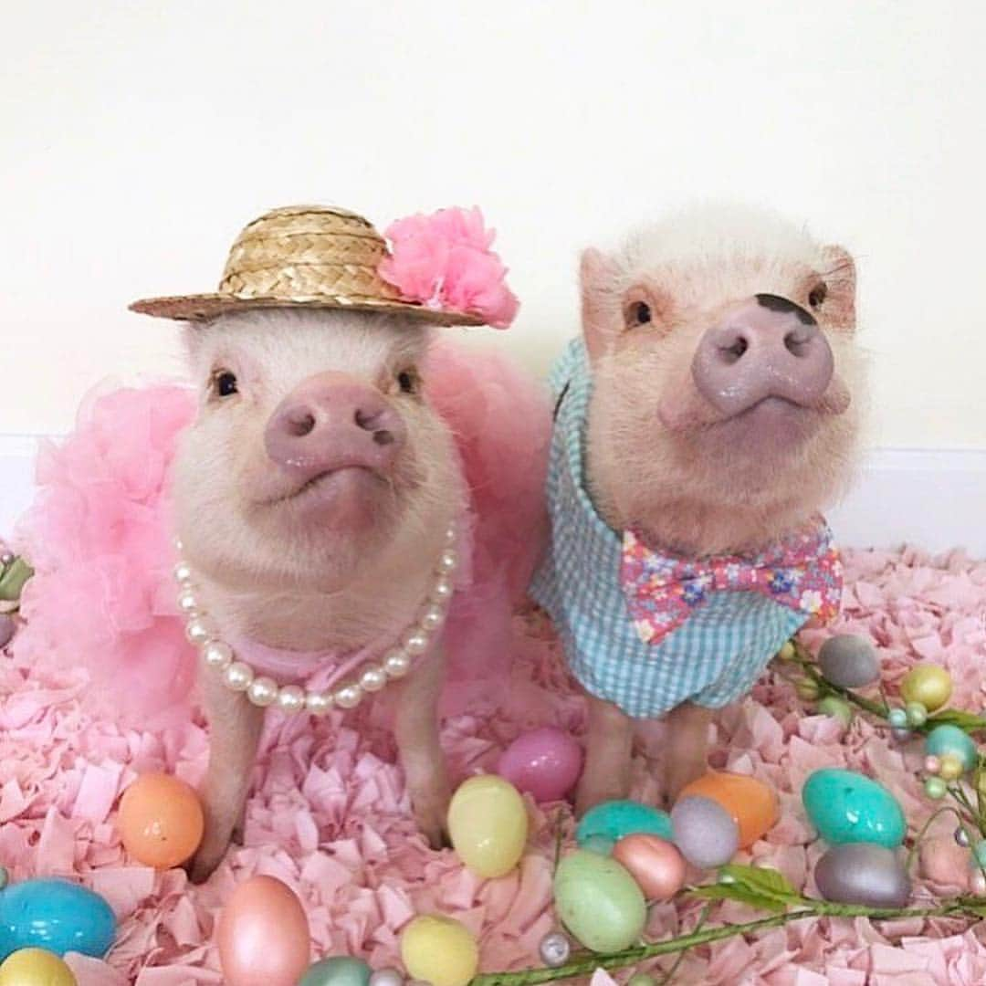 Priscilla and Poppletonさんのインスタグラム写真 - (Priscilla and PoppletonInstagram)「Counting my blessings for these two this Easter and dreaming of a day when all pigs are able to show up to Easter dinner as guests.🐷🍽#friendsnotfood #skiptheham #easterblessings #nieceandnephew #PoseyandPink #PrissyandPop」4月20日 23時54分 - prissy_pig