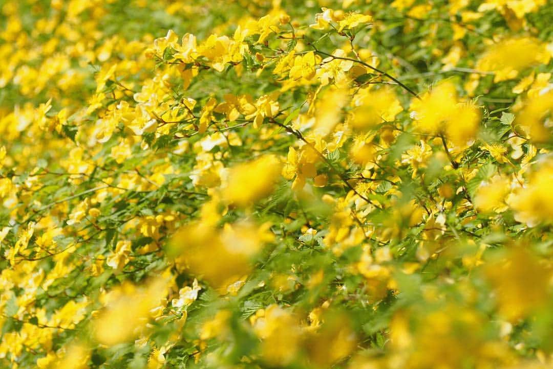 anemone_69さんのインスタグラム写真 - (anemone_69Instagram)「. #ヤマブキ . .」4月21日 9時21分 - powf