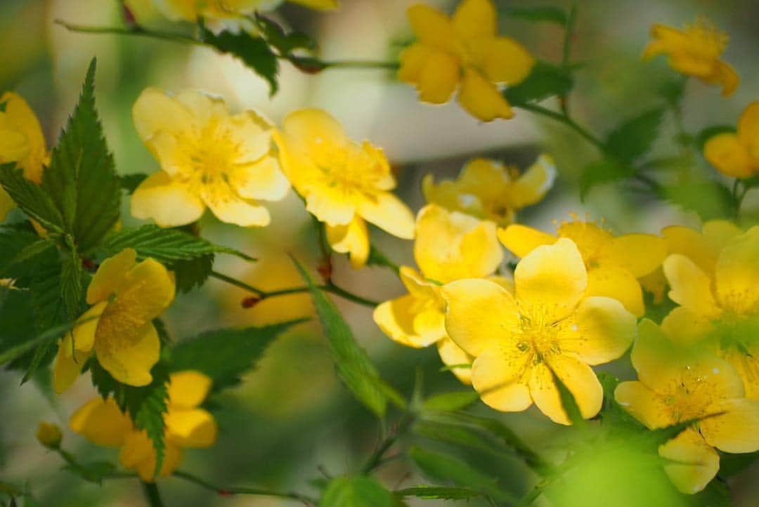 anemone_69のインスタグラム：「. #ヤマブキ . .」