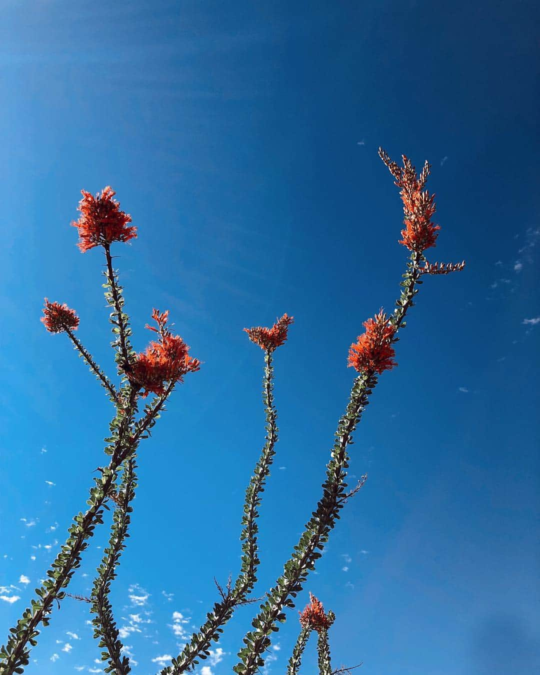 大屋夏南さんのインスタグラム写真 - (大屋夏南Instagram)「Hello Texas❤️ テキサスに来た🌵みんなオススメありがとう☺️ ・ ・ #texas #elpaso #テキサス #エルパソ」4月21日 9時35分 - __kana_oya__