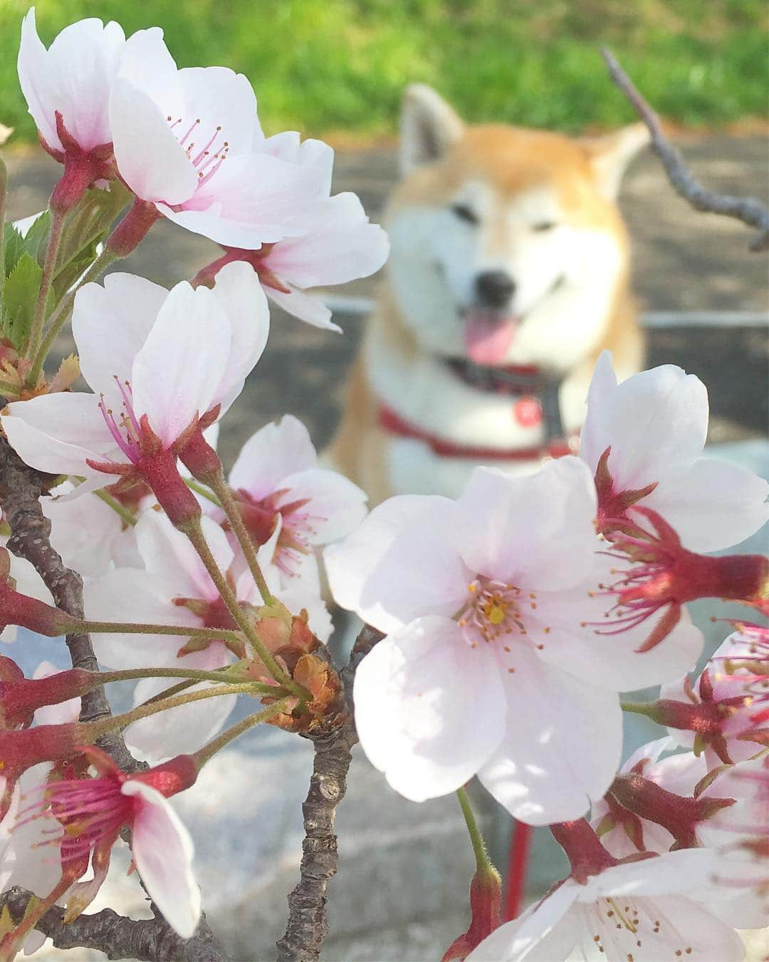 てんパパさんのインスタグラム写真 - (てんパパInstagram)「春爛漫。 2枚目、まだソメイヨシノも少し花びらを残してた。 #朝んぽ #春爛漫 #お花見ハンター 2019 #正しい柴犬さん #隠れキャラてん」4月21日 9時48分 - tenchan.shiba