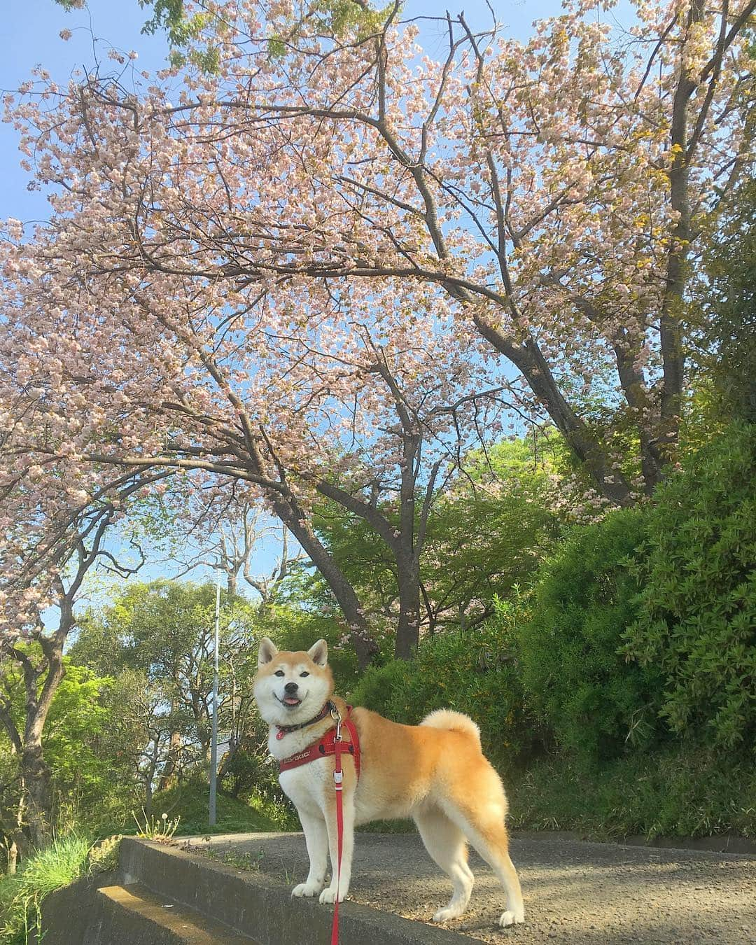 てんパパのインスタグラム