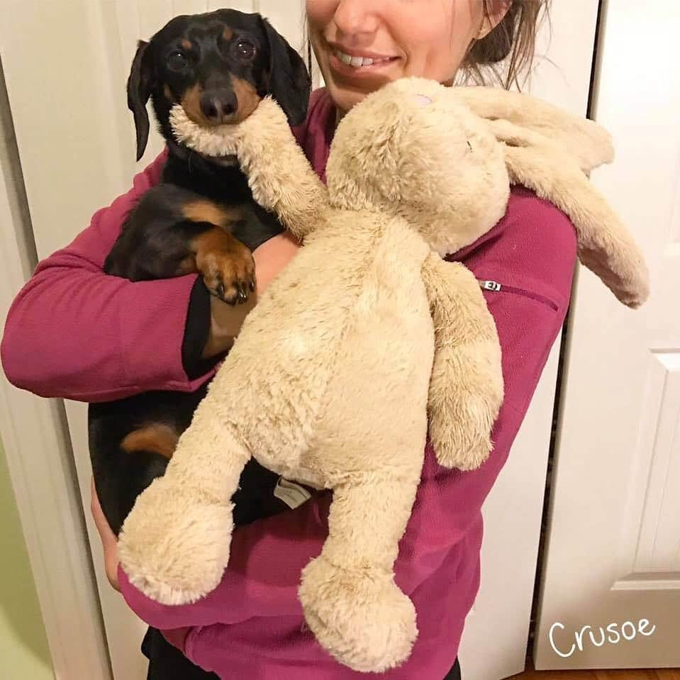 Crusoe the Celebrity Dachshundさんのインスタグラム写真 - (Crusoe the Celebrity DachshundInstagram)「“Look who I caught trying to sneak in the back door..” ~ Crusoe」4月21日 9時50分 - crusoe_dachshund